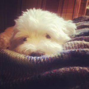 MyThreeBagsFull Pooch!